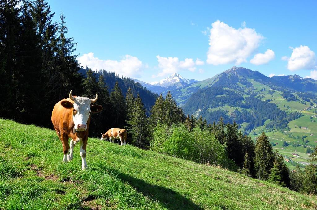 Sonnegg Hotel Zweisimmen Exteriér fotografie